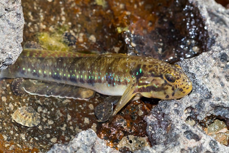 Halfbridled goby, , Arenigobius frenatus