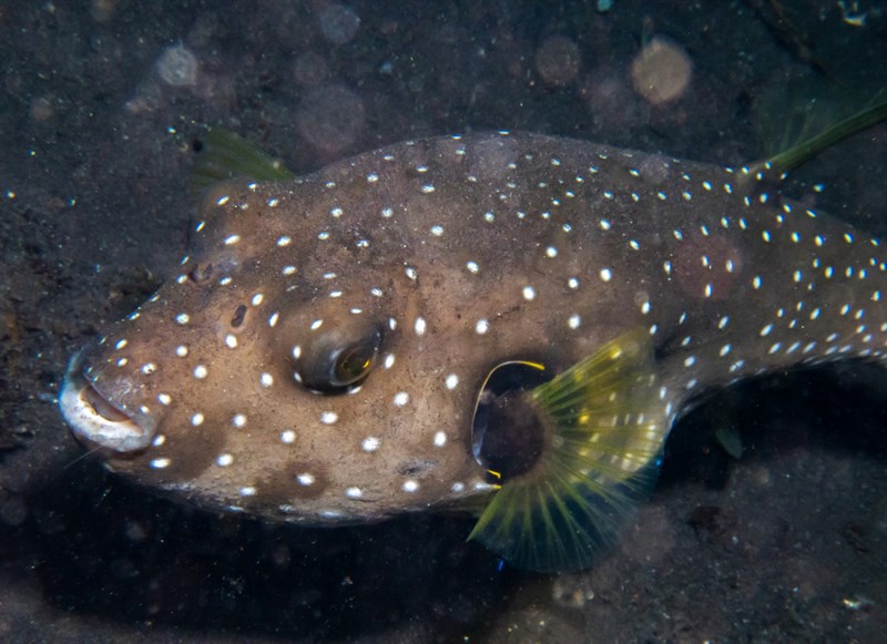 White-spotted puffer, White-spotted Puffer, Stars-and-stripes Puffer, Arothron hispidus