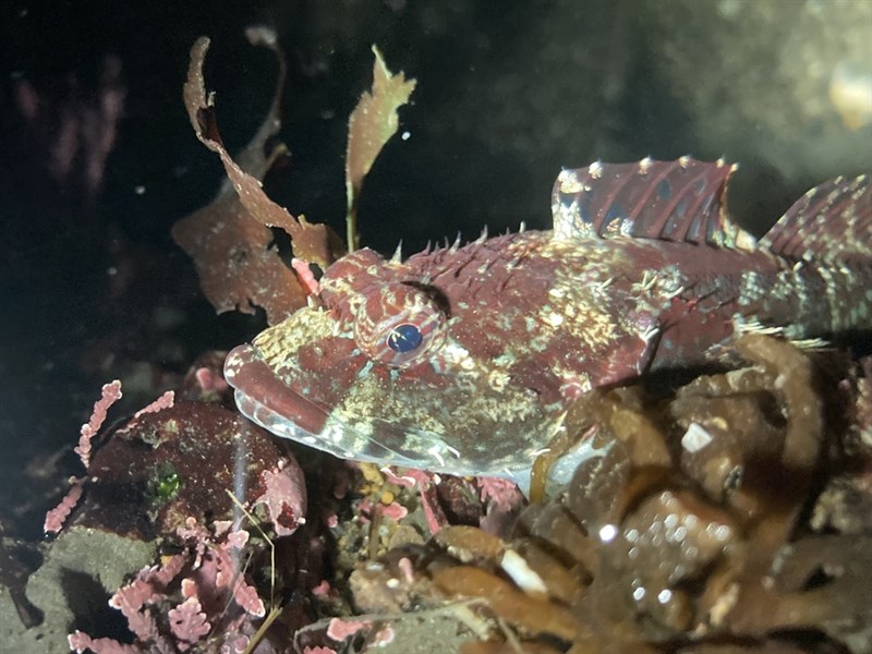 Smoothhead sculpin, Smoothhead Sculpin, Round-nosed Sculpin, Artedius lateralis