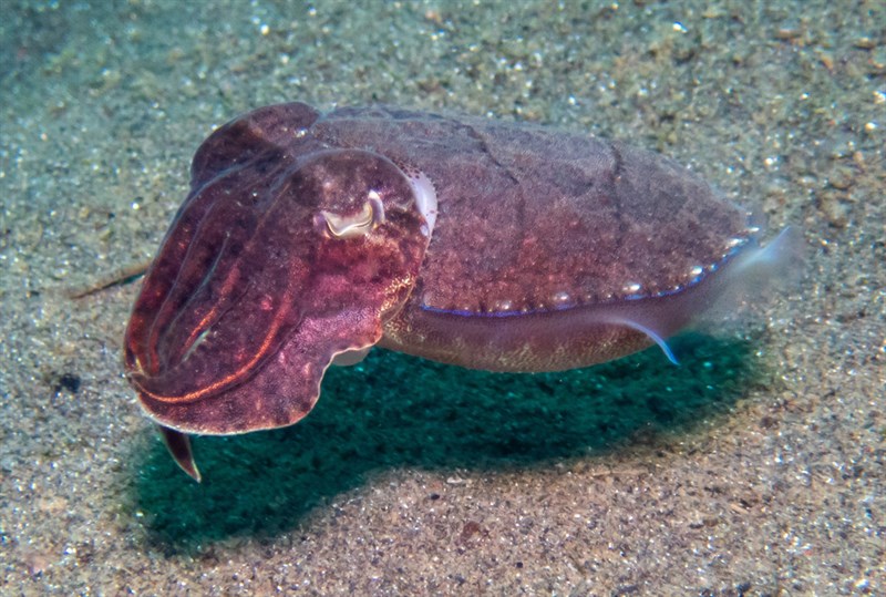 , Broadclub Cuttlefish, Ascarosepion latimanus