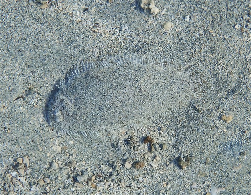 South Pacific sole, South Pacific Sole, Island Sole, Aseraggodes bahamondei