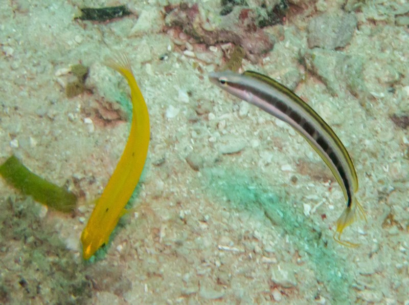 Lance blenny, Dussumier's Blenny, Lance Blenny, Aspidontus dussumieri