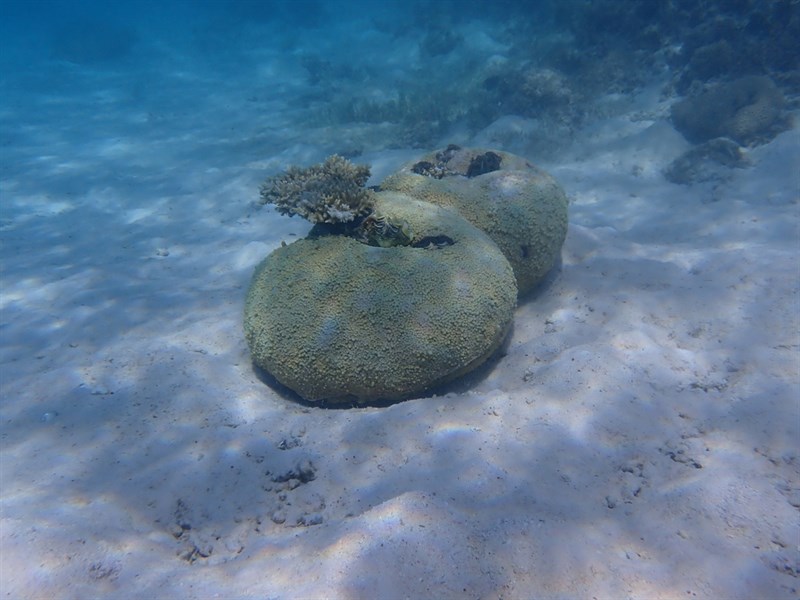 , Porous Star Coral, Astreopora myriophthalma