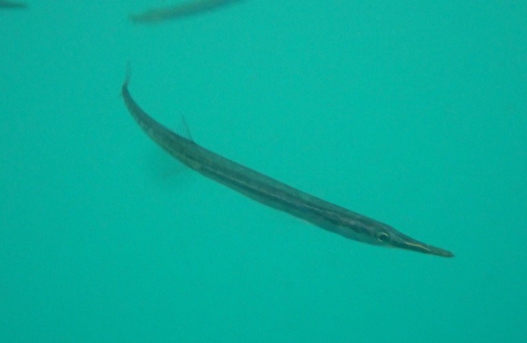 Tube-snout, Tube-snout,Tubesnout - Aulorhynchus flavidus, Aulorhynchus flavidus