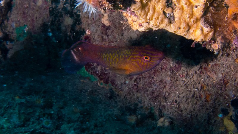 , Blackspotted Wrasse, Austrolabrus maculatus