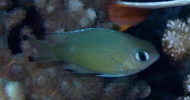 Scaly chromis, Scaly Chromis, Azurina lepidolepis