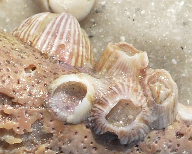 , Triangle Barnacle, Balanus trigonus