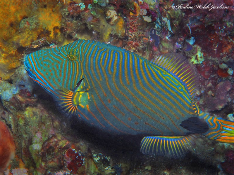 Orange-lined triggerfish, Orange-lined Triggerfish, Orangestriped Triggerfish, Red-lined Triggerfish, Red-lined Trigger-fish, Striped Triggerfish, Striped Trigger-fish, Vermiculated Triggerfish, Orangestripe Triggerfish, Balistapus undulatus