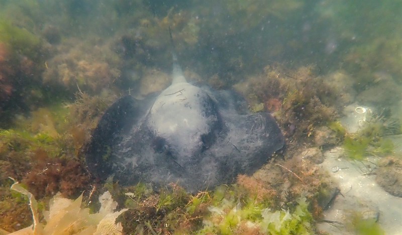 Short-tail stingray, Giant Stingray, New Zealand Short-tail Stingaree, New Zealand Short-tailed Stingaree, Schreiners Ray, Short-tail Stingray, Short-tailed Stingaree, Stingray, Smooth Stingray, Smooth Stingray, Stingray, Giant Stingray, Schreiners Ray, Giant Black Ray, Short-Tail Stingray, Short-Tailed Stingaree, New Zealand Short-Tail Stingaree, New Zealand Short-Tailed Stingaree, Captain Cook's Stingaree, Whai Repo, Bathytoshia brevicaudata