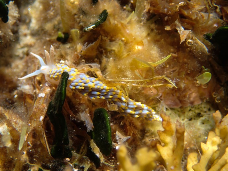 , Nudibranch, Berghia coerulescens