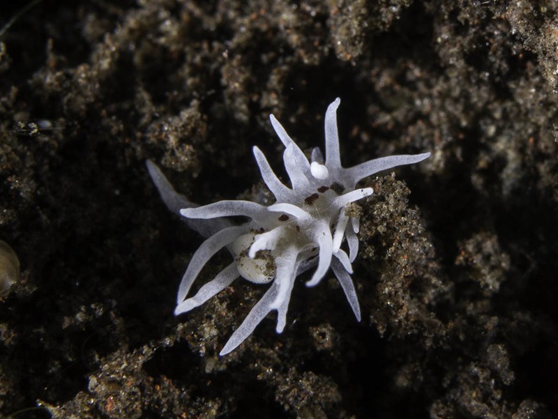 , Spiky Nudibranch, Brown-Spotted Bermudella, Bermudella brunneomaculata