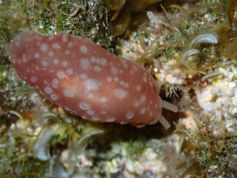 , Spotted Berthella - Berthella ocellata, Berthella ocellata