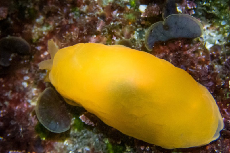 , Lemon Pleurobranch, Side-gilled Slug, Orange Gumdrop, Berthellina citrina