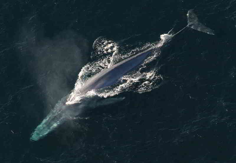 Blauwal-Balaenoptera-musculus-Wale-Arten-Kanaren-kanarische-inseln-tauchen-teneriffa-Gran-Canaria-Fuerteventura-Lanzarote-La-Palma-Gomera-El-Hierro-Atlantik