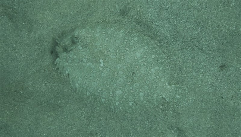 Guinean flounder, Bothus guibei, Bothus guibei