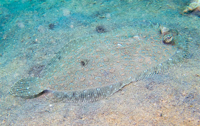 Leopard flounder, Leopard Flounder, Bothus pantherinus