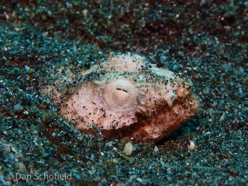 Crocodile snake eel, Crocodile Snake Eel, Brachysomophis crocodilinus