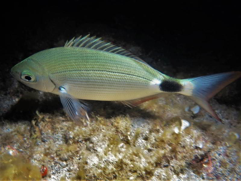 Brandbrasse-Oblada-melanura-Knochenfische-meerbrassen-tauchen-fische-kanaren-kanarische-inseln-atlantik-atlantischer-ozean