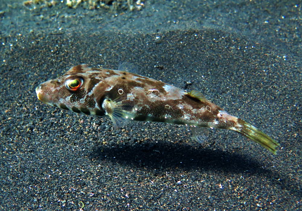 Brauner Kugelfisch - Sphoeroides marmoratus