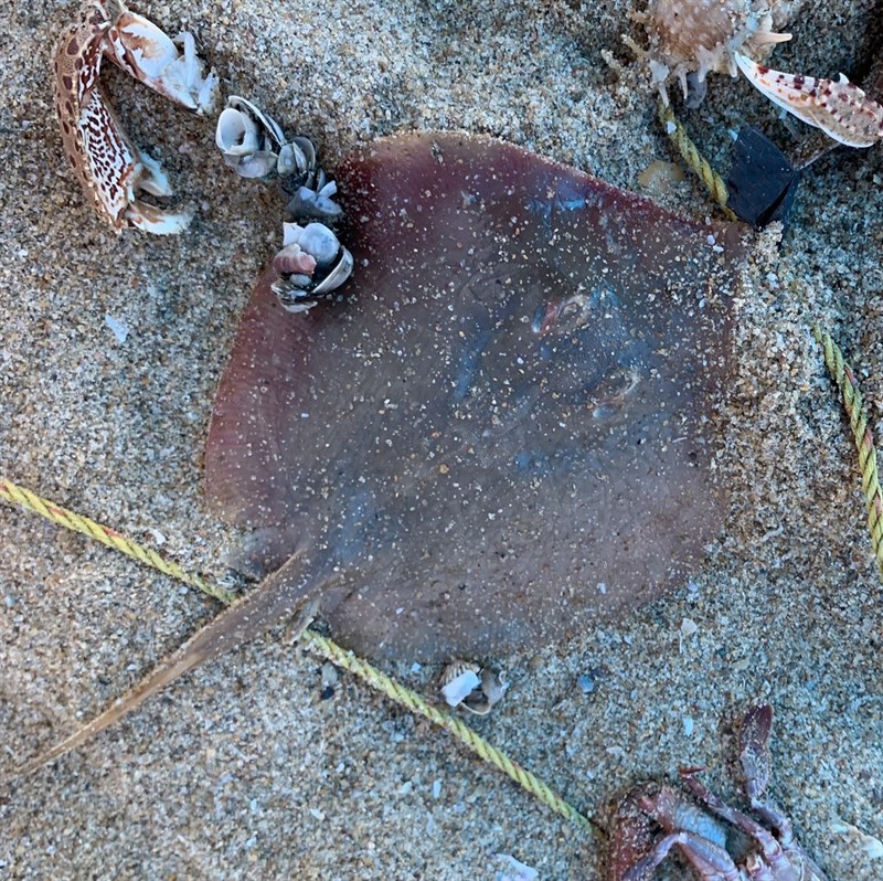 Bengal whipray, , Brevitrygon imbricata