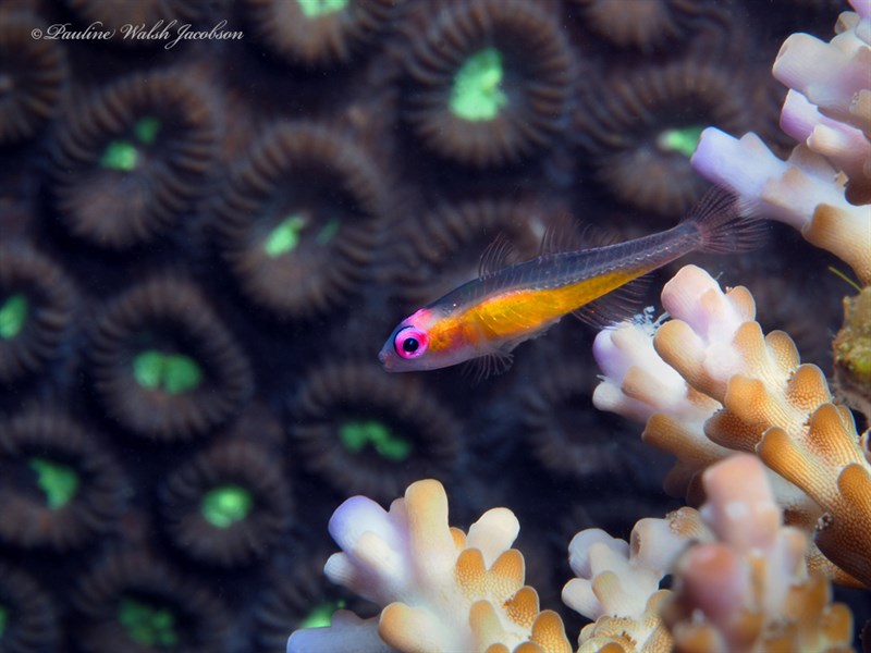 Redeye goby, Hovering Goby, Purple-eyed Coral-goby, Purple-eyed Goby, Redeye Goby, Pinkeye Goby, Bryaninops natans