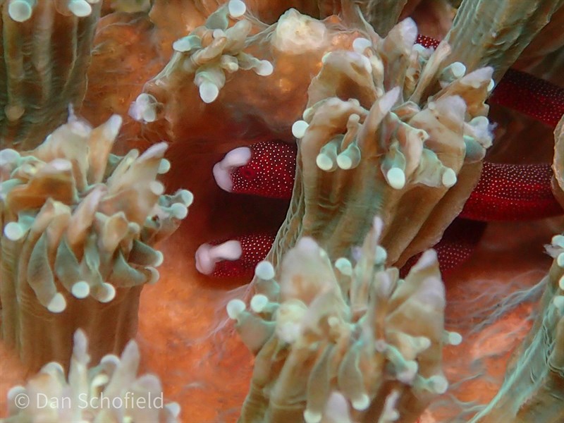 Pugheaded pipefish, Braun’s Pughead Pipefish , Eel Pipefish , Pugheaded Pipefish, Bulbonaricus brauni