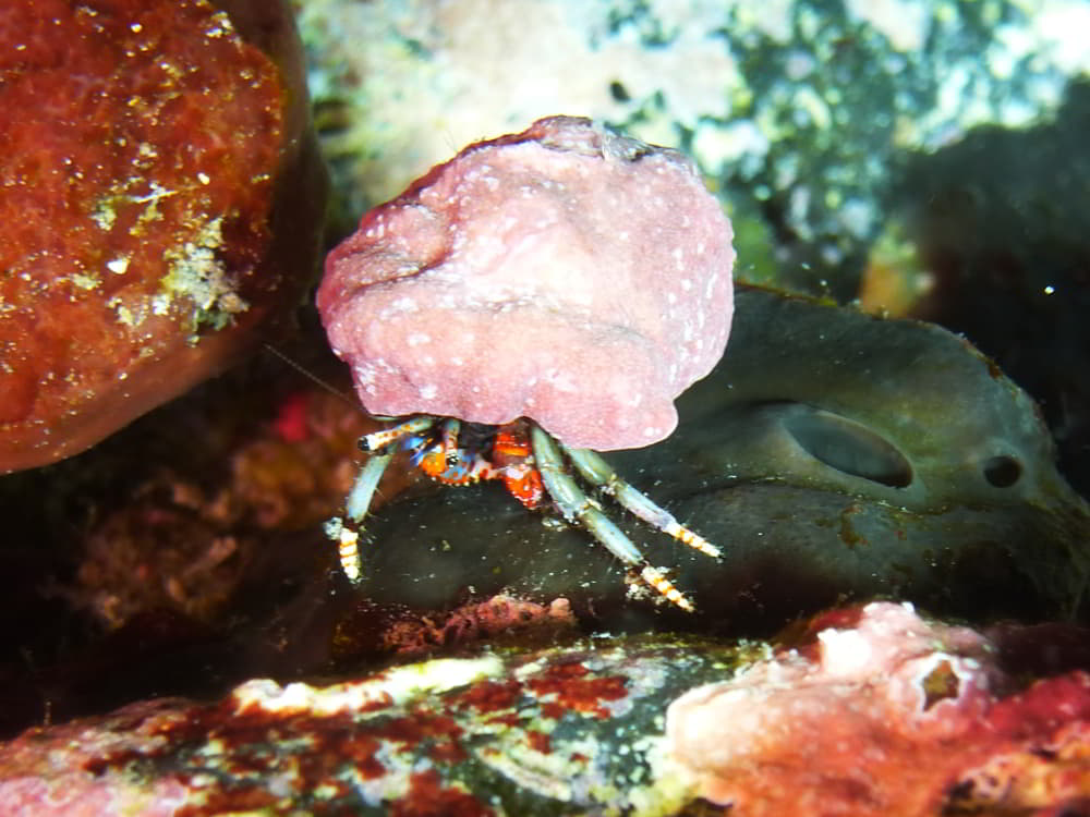 Bunter Einsiedlerkrebs - Calcinus tubularis