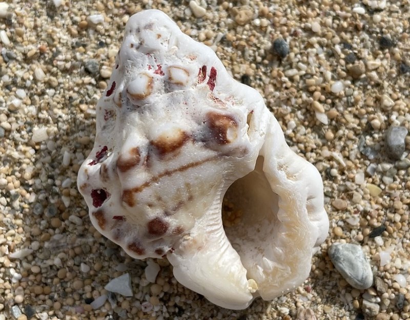 , Warty Frog Shell, Bursa bufonia