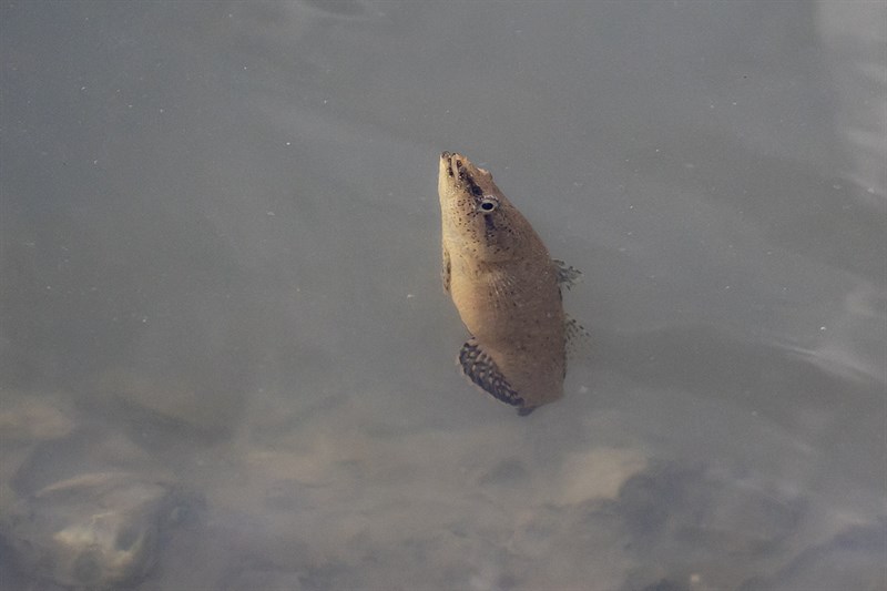 Black-spotted gudgeon, , Butis melanostigma