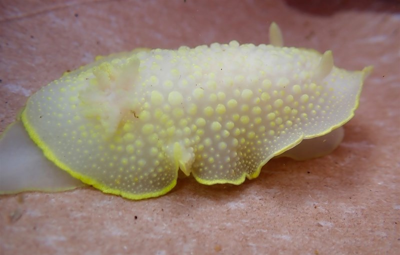 , Cadlina jannanicholsae, Cadlina jannanicholsae