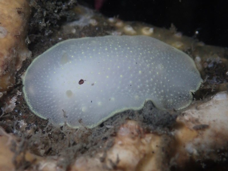 , Cadlina sylviaearleae