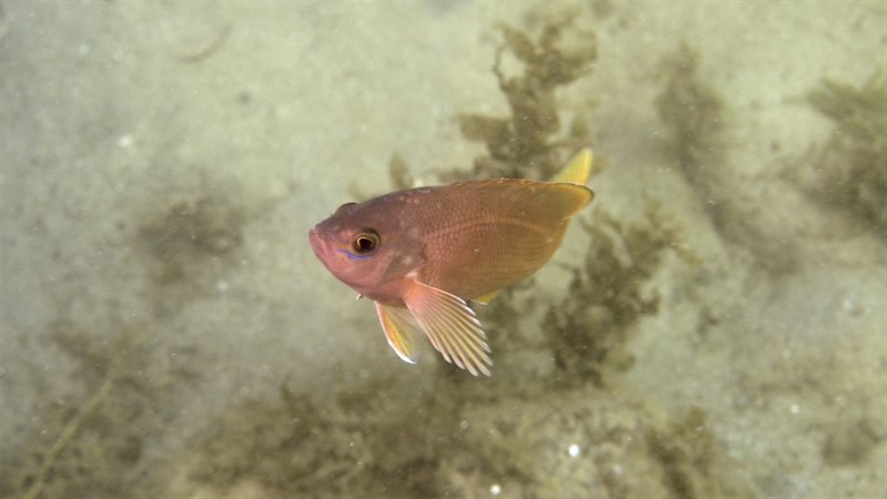 Barber perch, Barber Perch,  Red Perch, Tasmanian Barber - Caesioperca rasor, Caesioperca rasor