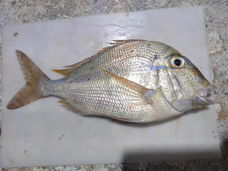 Littlehead porgy, , Calamus proridens