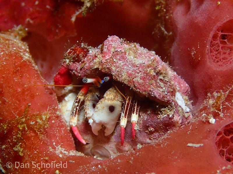 , Striped Leg Hermit Crab, Line-Legged Hermit Crab - Calcinus lineapropodus, Calcinus lineapropodus