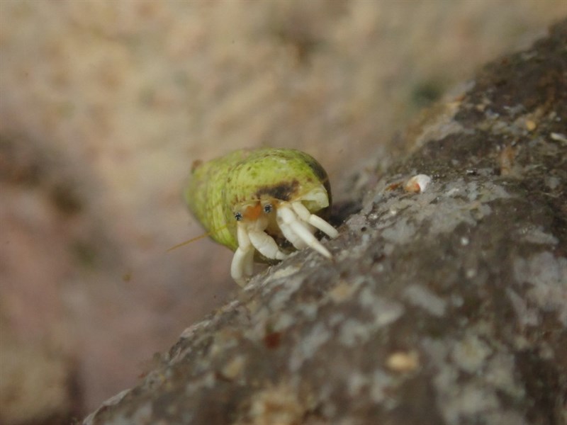 , White Hermit Crab - Calcinus revi, Calcinus revi