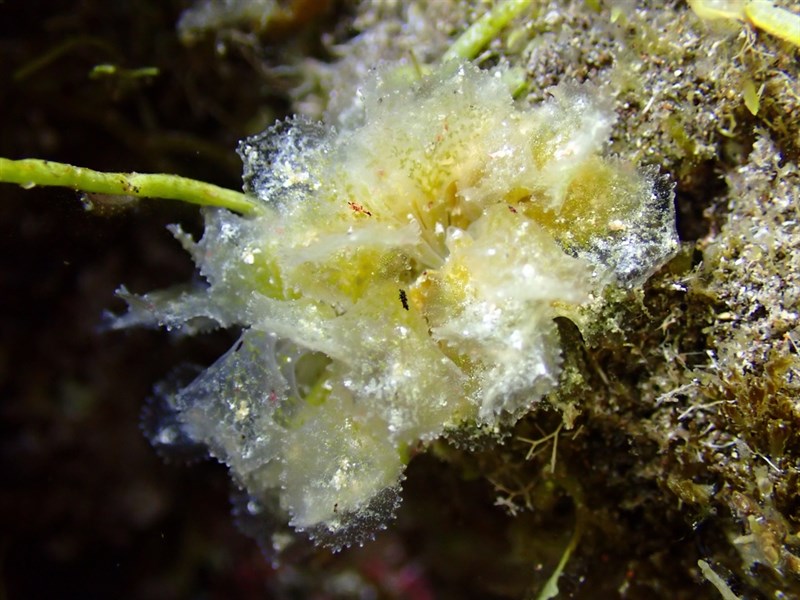 , Sap-sucking Slug - Caliphylla viridis, Caliphylla viridis