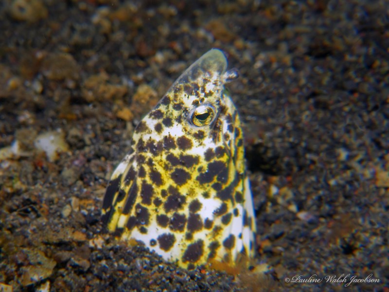 Marbled snake eel, Marbled Snake Eel, Callechelys marmorata