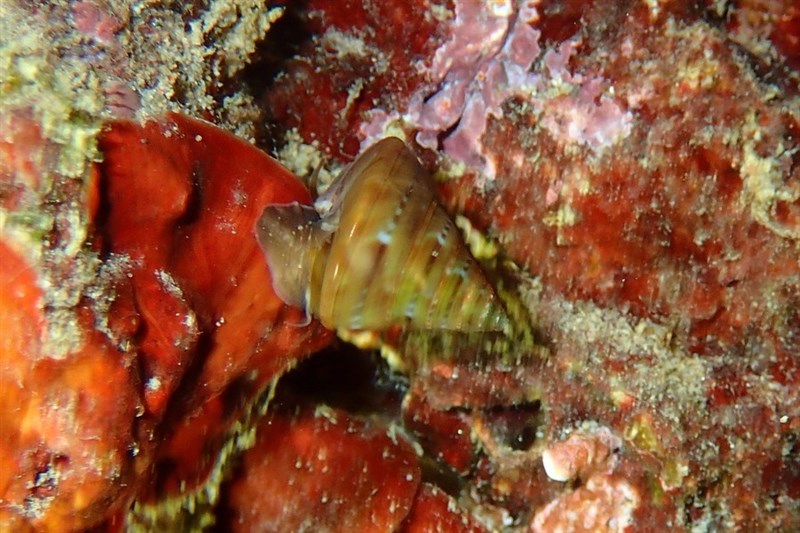 , Shining Topshell - Calliostoma conulus, Calliostoma conulus