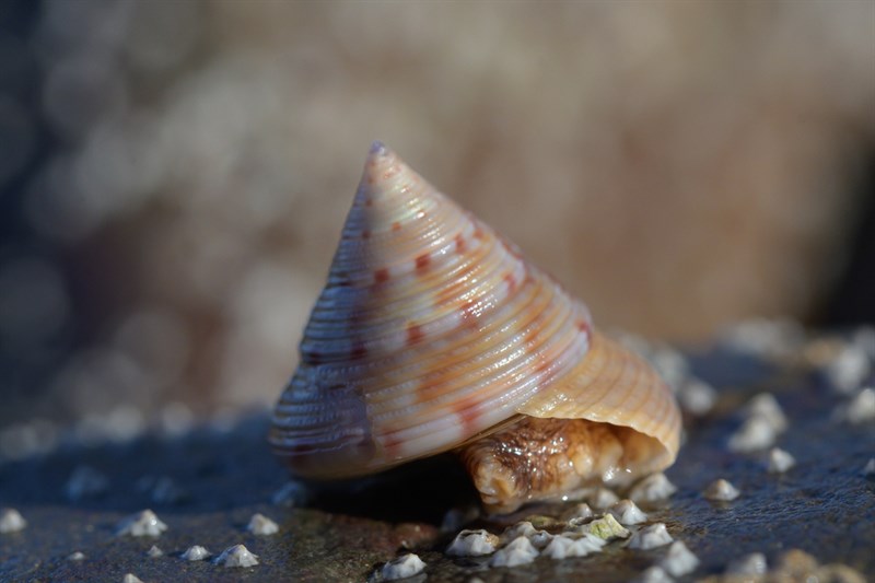 , Painted Top Shell, Calliostoma zizyphinum