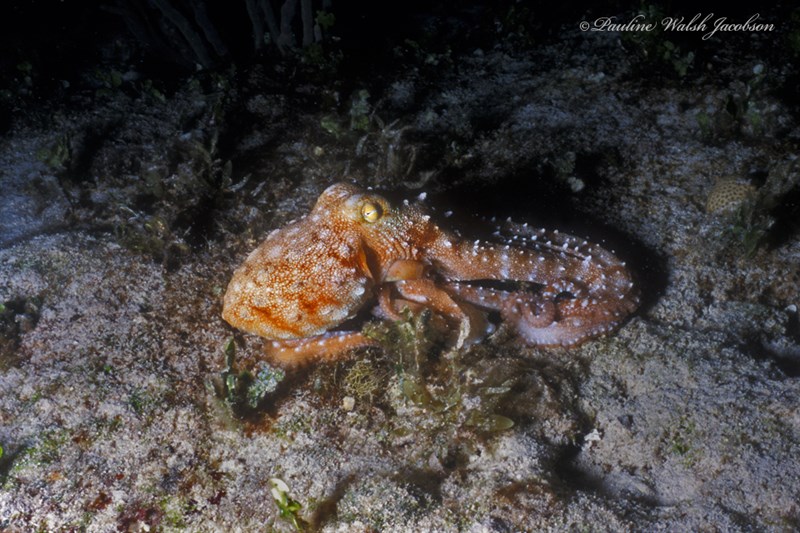 , White-spotted Octopus, Callistoctopus macropus