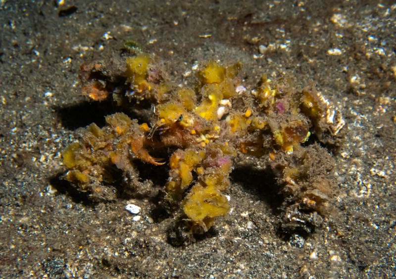 , Decorator Crab, Camposcia retusa