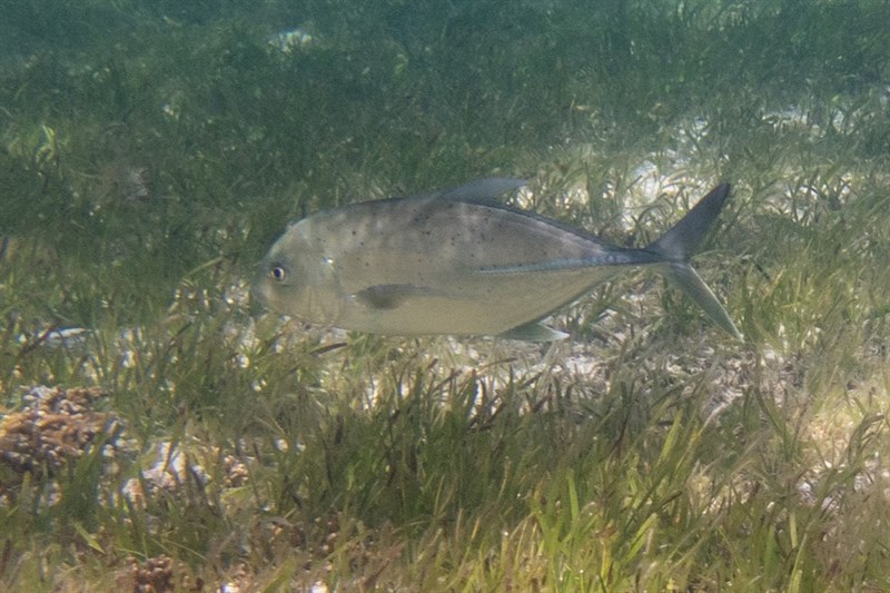 Giant trevally, Giant Treveally, Caranx ignobilis