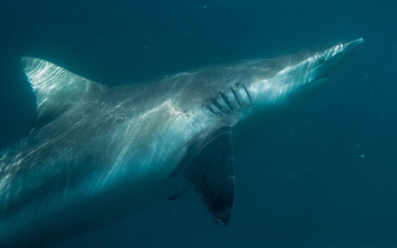 Copper shark, Black-tipped Whaler, Bronze Whaler Shark, Bronzie, Cocktail, Cocktail Shark, Copper Shark, Narrowtooth Shark, New Zealand Whaler, Carcharhinus brachyurus