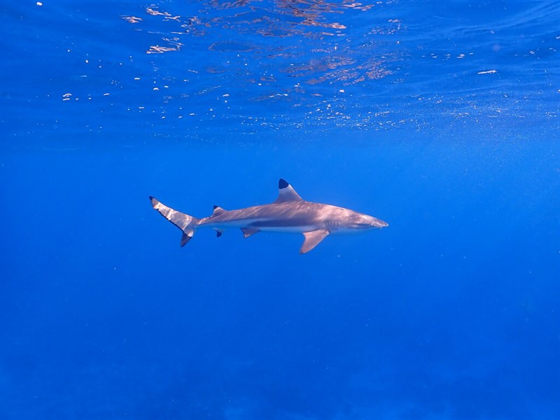 Blacktip reef shark, Blacktip Reef Shark, Black Tip Shark, Black-tip Reef Shark, Blacktip Shark, Black-tip Shark, Guliman - Carcharhinus melanopterus, Carcharhinus melanopterus