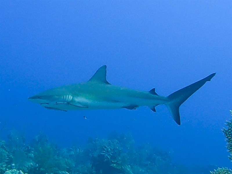 Caribbean reef shark, Caribbean Reef Shark, Carcharhinus perezii