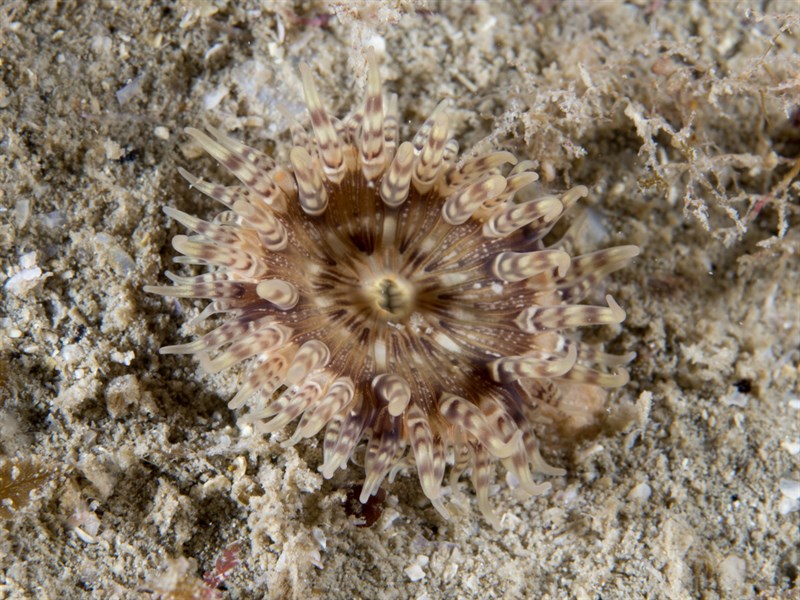 , Latticed Corklet, Cataphellia brodricii