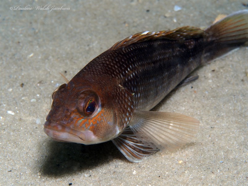 Black seabass, Black Sea Bass, Centropristis striata