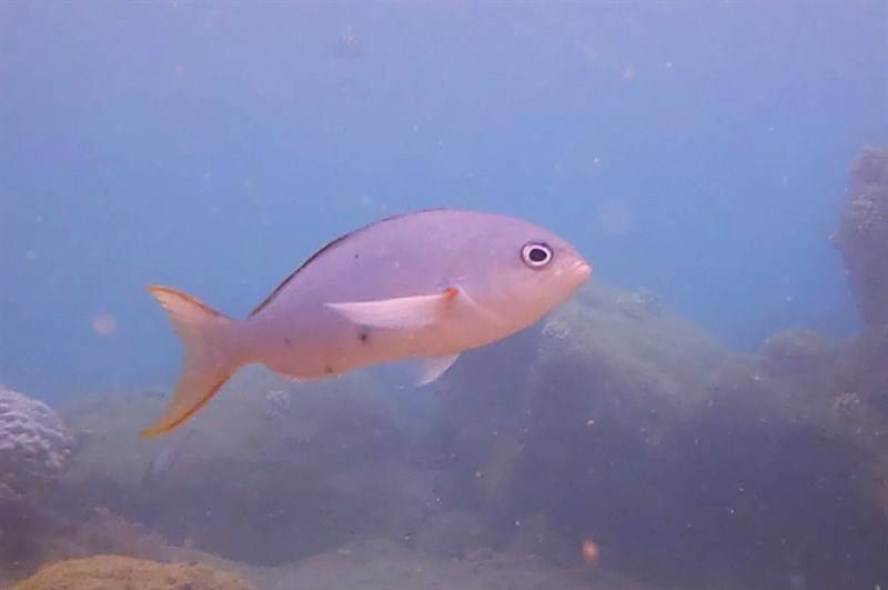 Pacific creole-fish, Cephalopholis colonus, Cephalopholis colonus