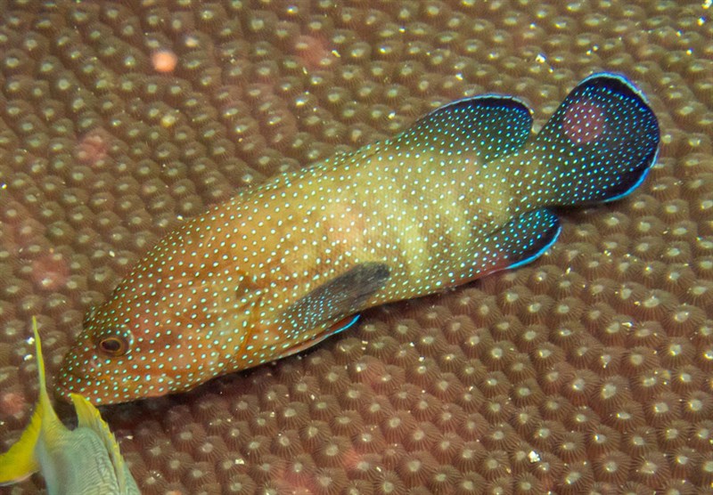 , Starry Grouper, Cephalopholis polyspila