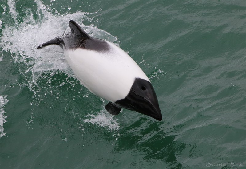 , Commerson's Dolphin, Cephalorhynchus commersonii